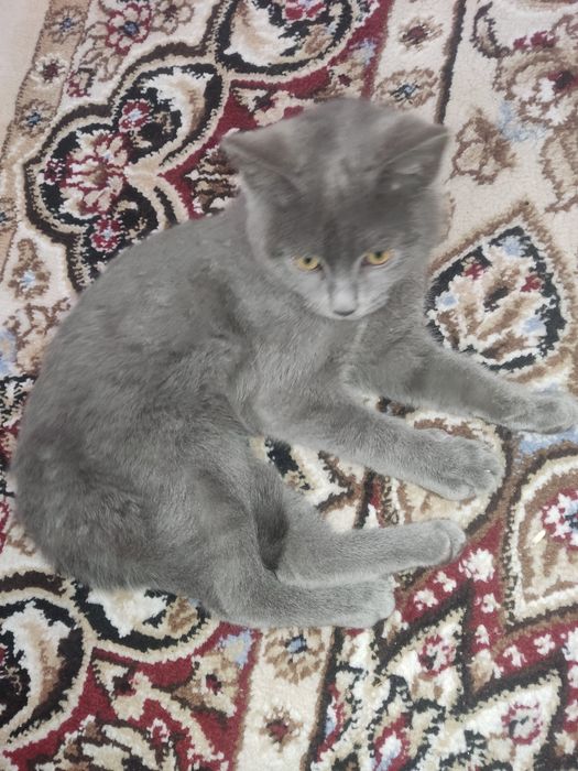 Продам кошку британский