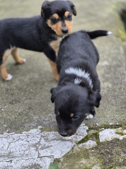 Подарявам женски  кученца