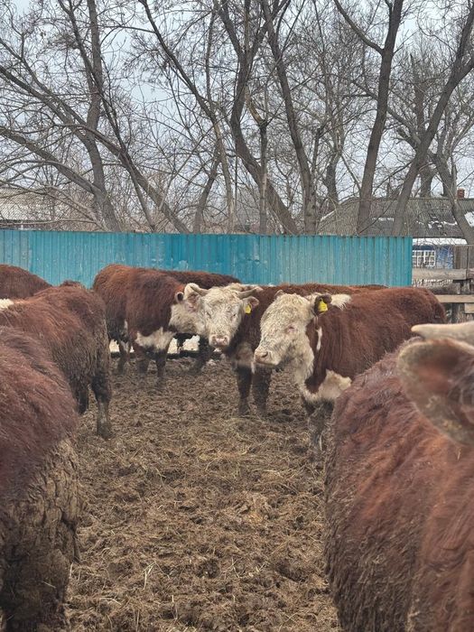 Продам белоголовых бычков.