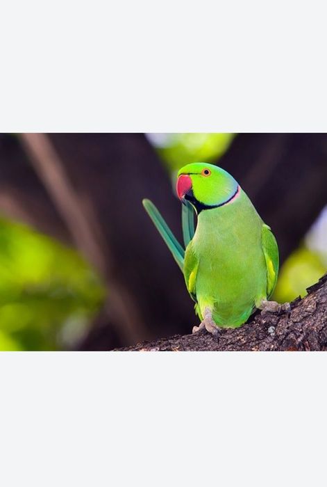 Ожереловый попугай ручной
