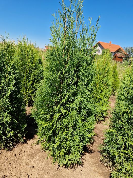 Tuya Occidentalis Columnara (tuya columnară)