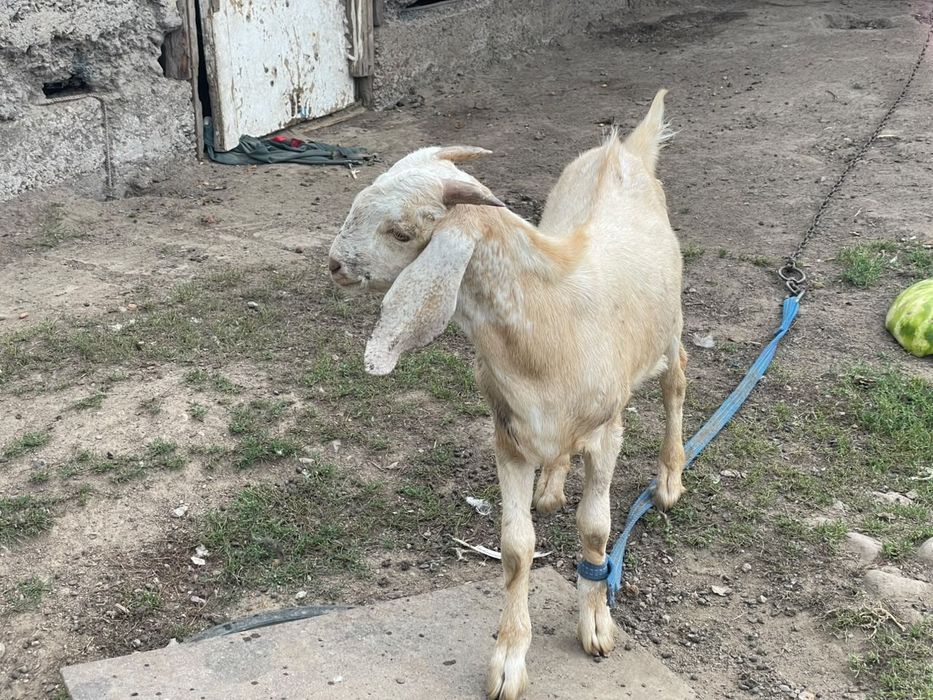 Продам, хороший казёл