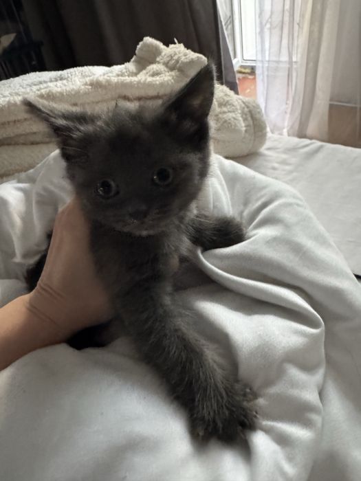 Продам котят породистые
