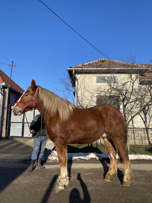 Mânz de vânzare !!