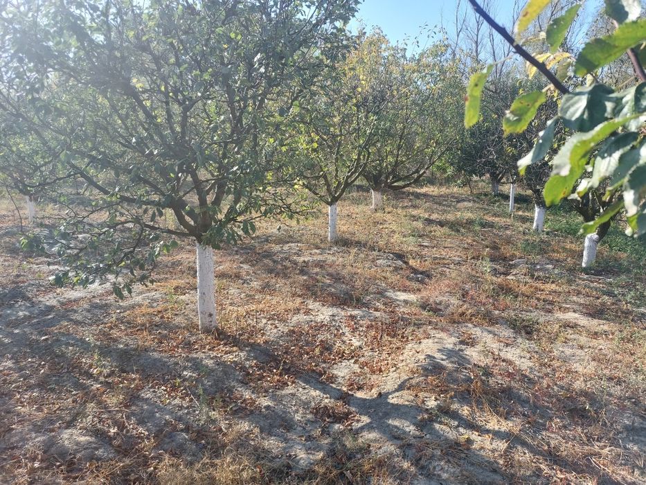 Парцел с овощна градина