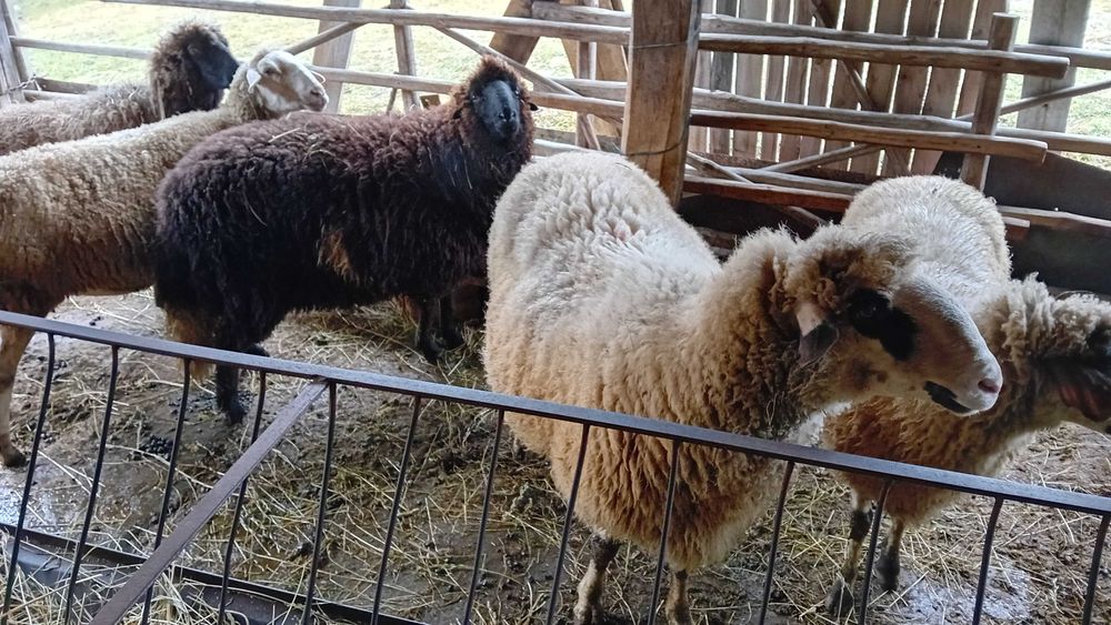 Продавам ОВЕН на 2 години