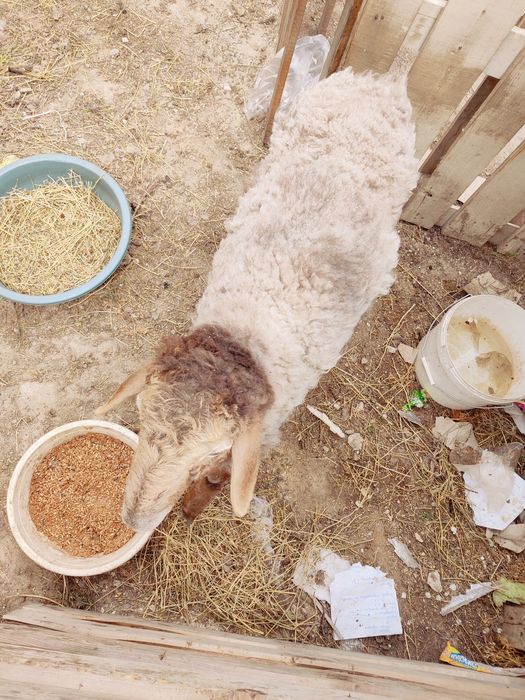 Қой/қозы/лақ/теке/қошқар