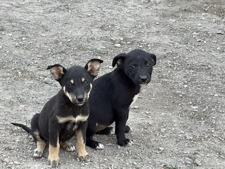 Собачки и шенки