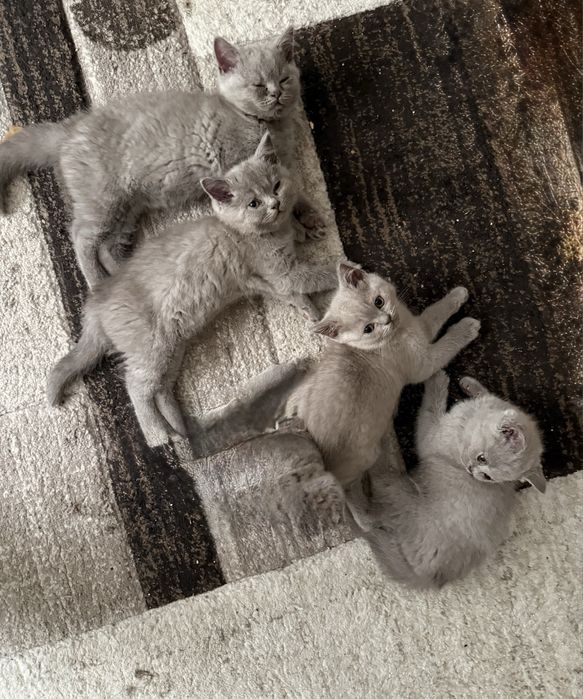 Британски Късокосмести Котенца