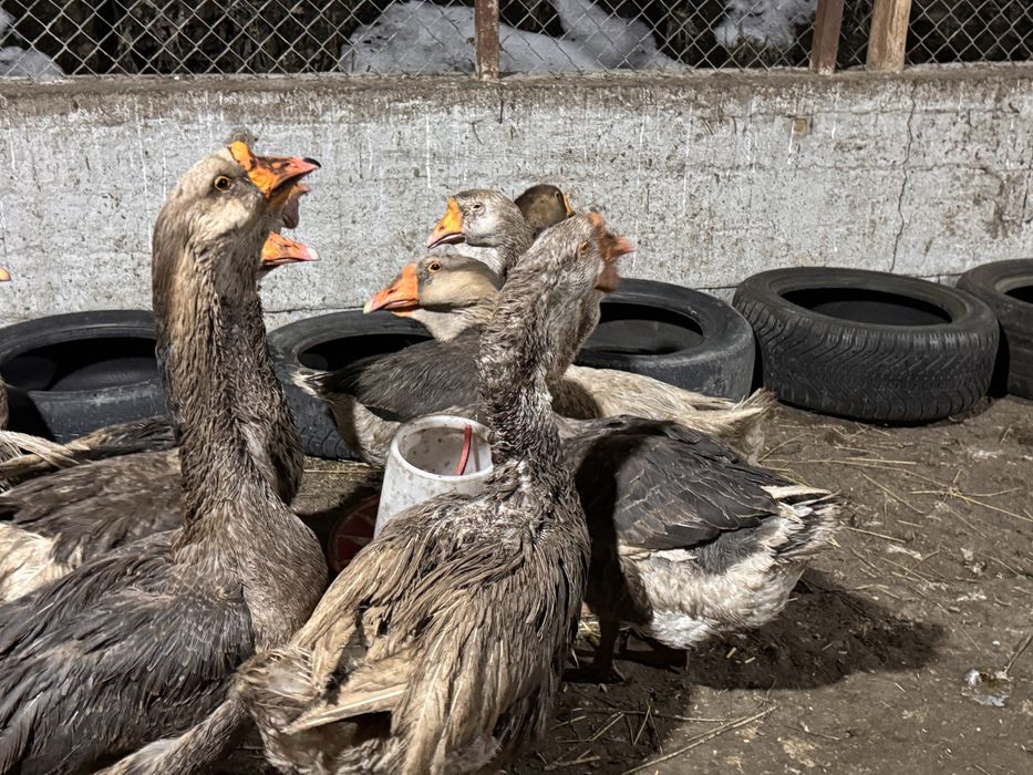 Яицо гусиное холмогор