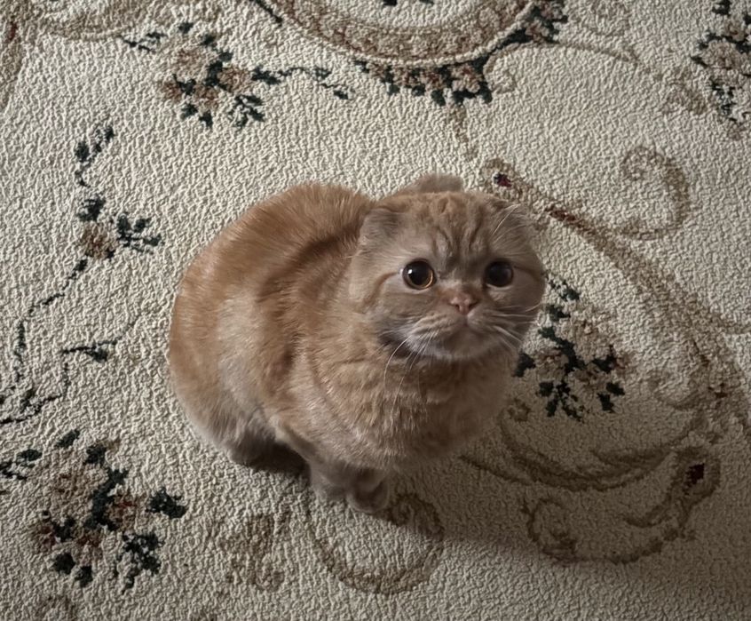 Продаю кота, кастрированный, парода шотландский веслоухий. Коту 3 года