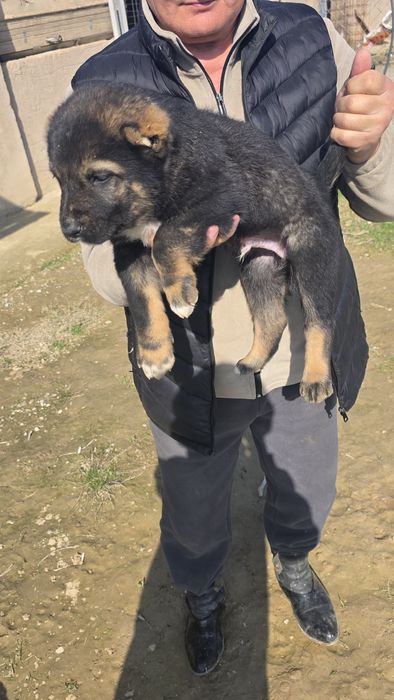 Щенки Алабай чистокровный