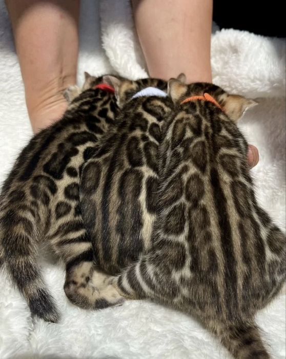 Бенгальскийкошки