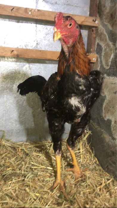 Япон Шамо жужа хуроз сотилади