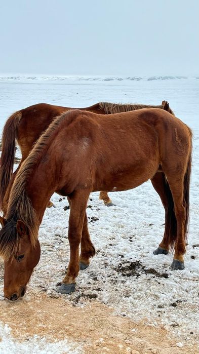 Жылқы сатамын( жайылымдағы айғырлар)