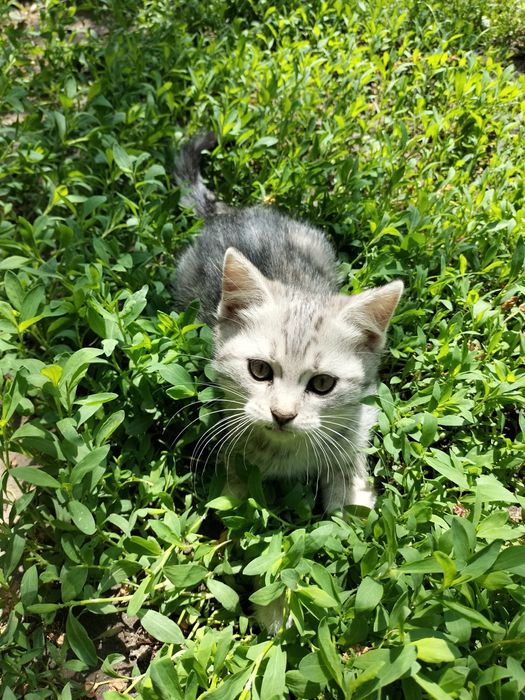 Котенок Скоттиш Страйт