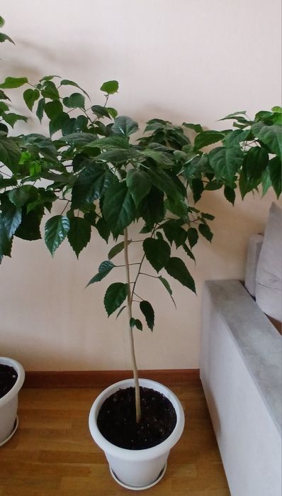 Гибискус китайская роза