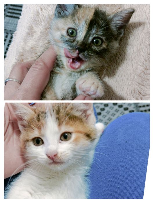 Котята в добрые руки