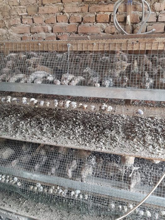 Бодене перепелка