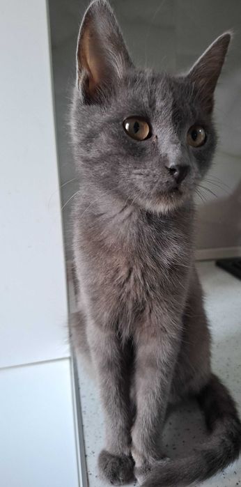 Отдам Котика в добрые руки