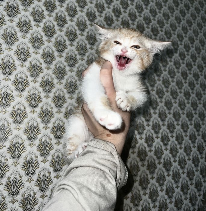 Котенок бело рыжий