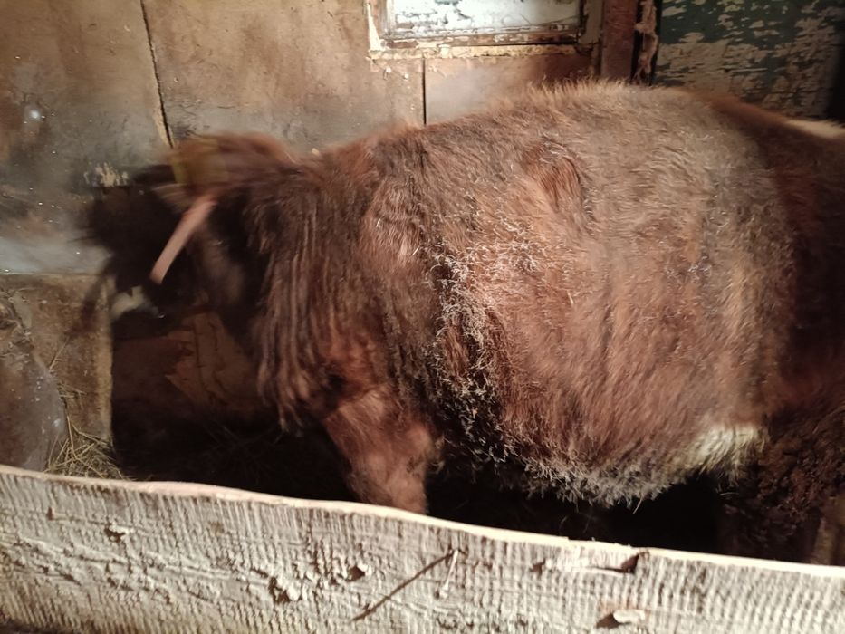 Продам бычок годовалый