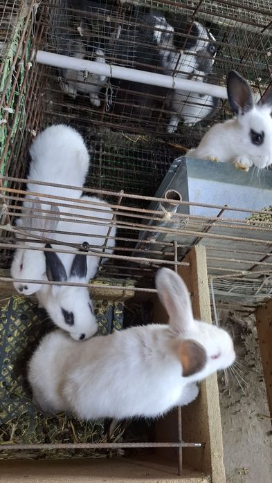 Куён quyon куен сотилади