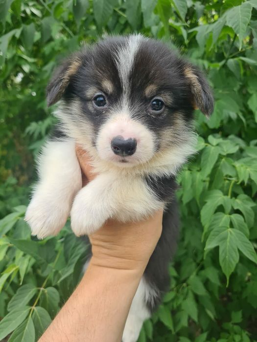 Продам щенков вельш-корги пемброк,рассрочка каспи 0 0 12