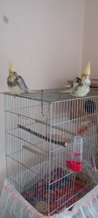 Корела, ръчно хранене на 3 месеца