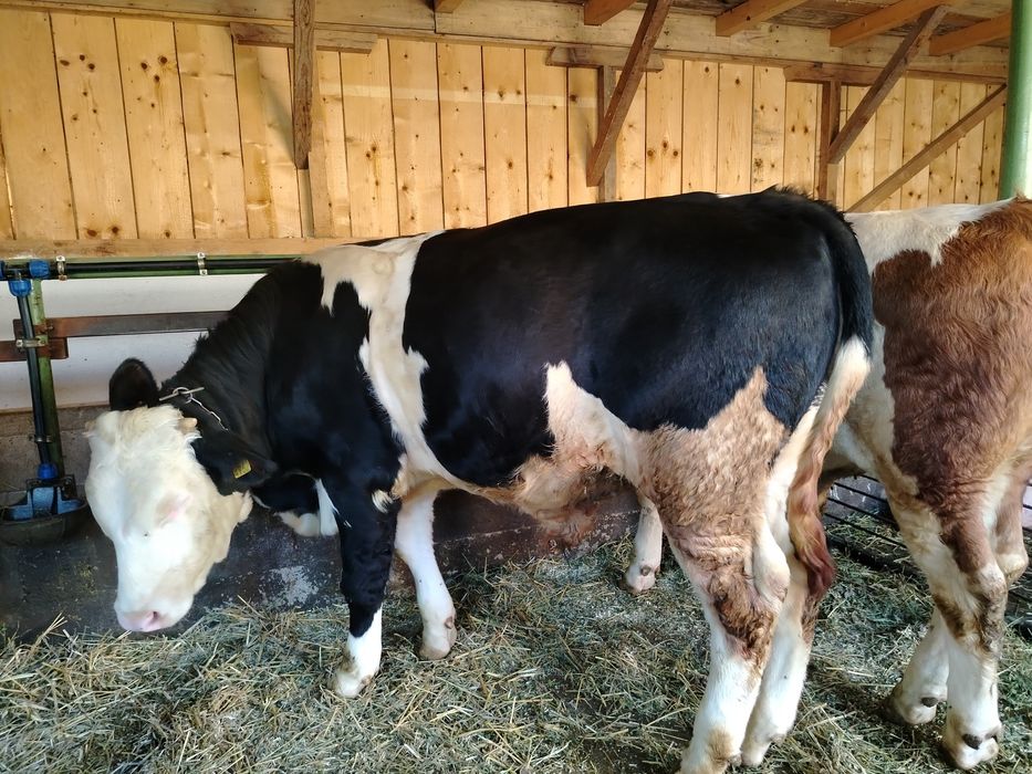 Bălțat pe negru de vânzare..