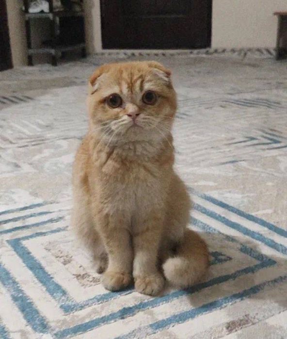 Сотилади. Продаётся