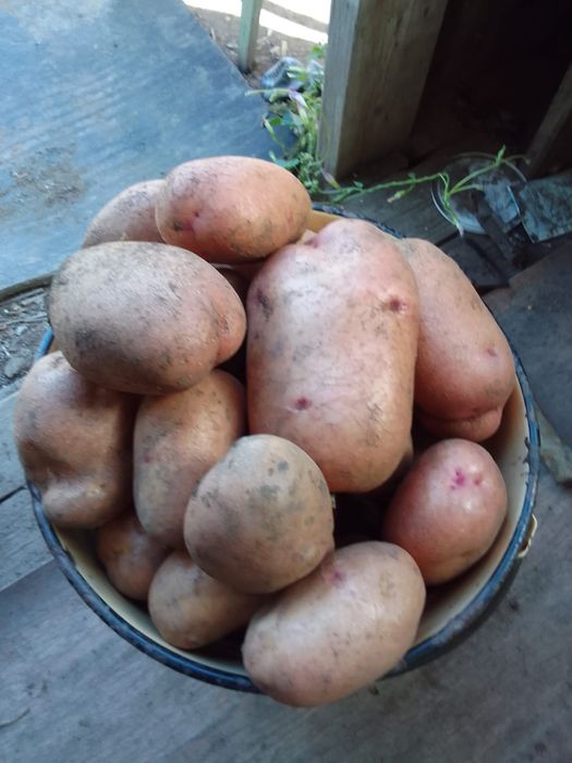 Продам картофель дачный