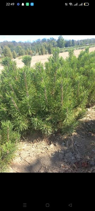 Puieți paltin arin Ulm preț negociabil