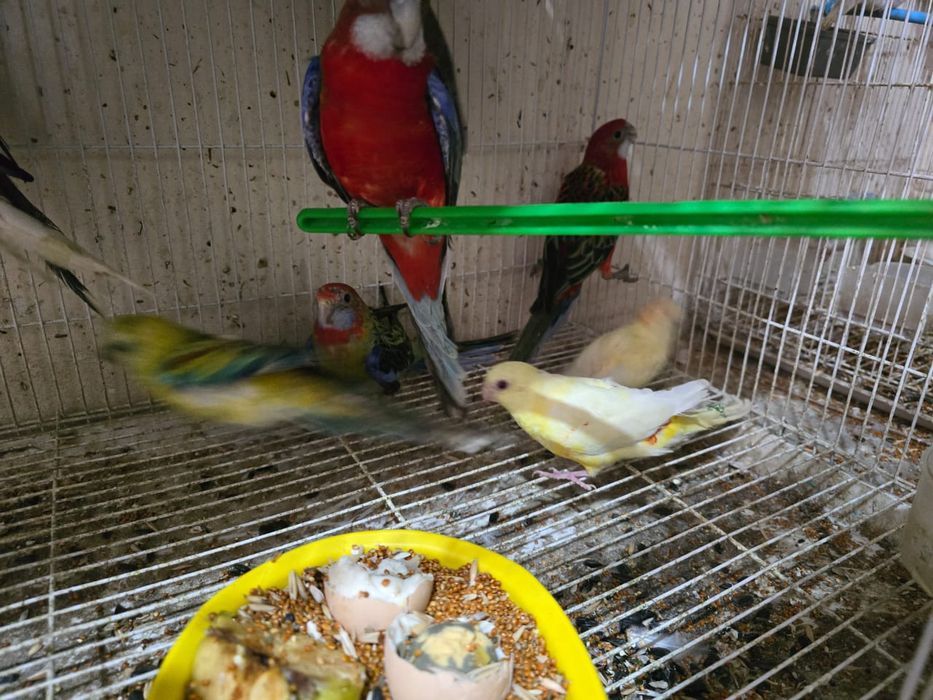 Пёстрая розела пара