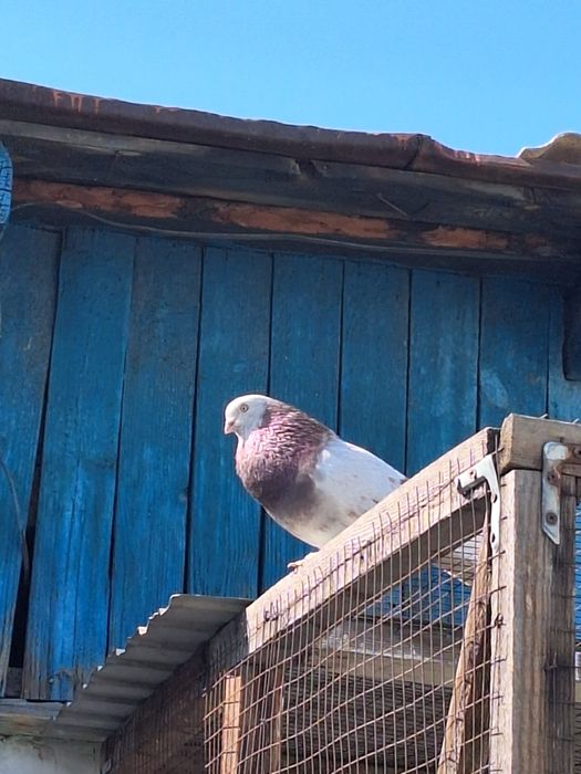 Продам голубей молодых