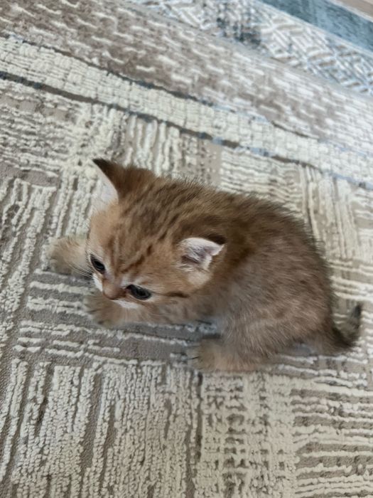Продам породистых котят