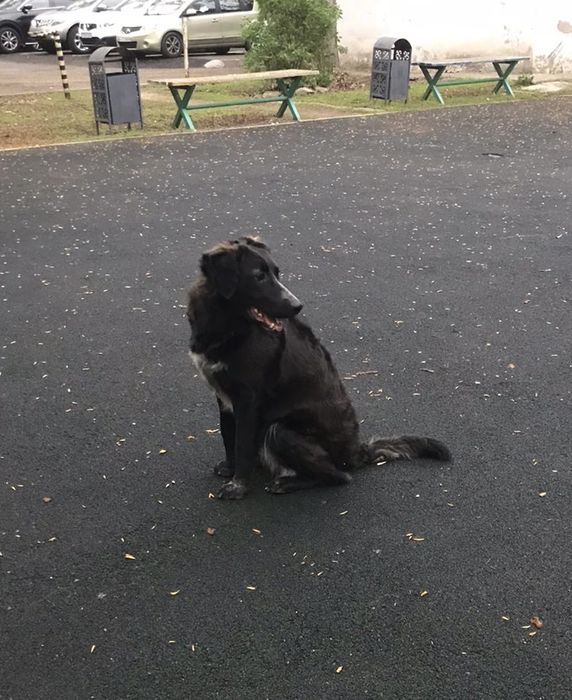 Отдам собачку в добрые руки