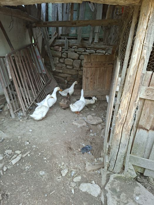 Rațe  bune de ouă