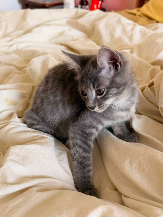 Серенький котёнок