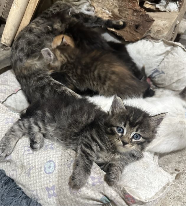 Котята в добрые руки