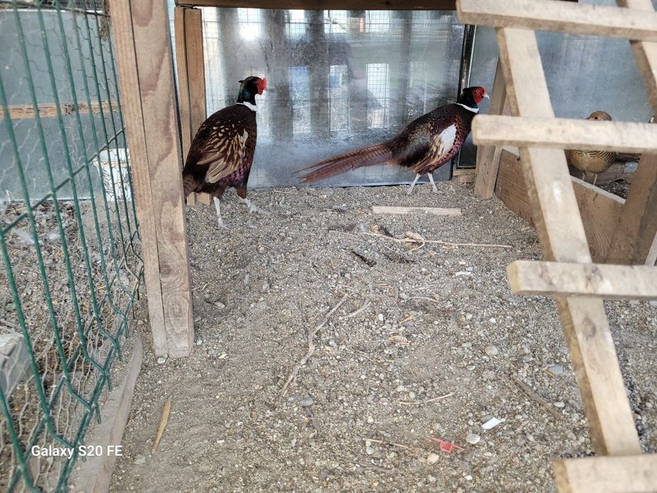 Vând familie de  fazani 2025.