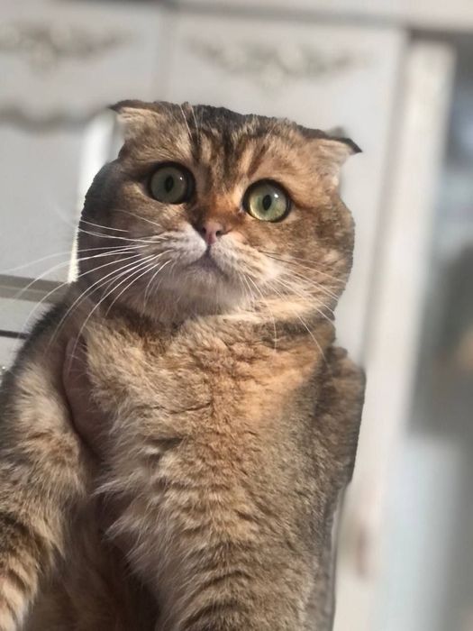 Продаётся умный кошка