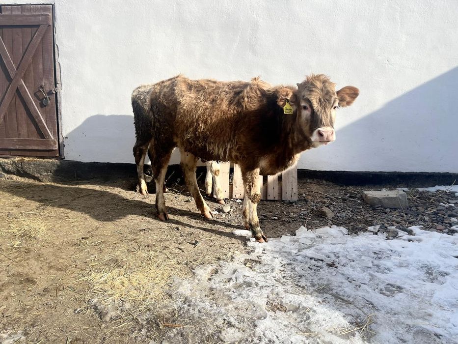 Тайынша он айлық