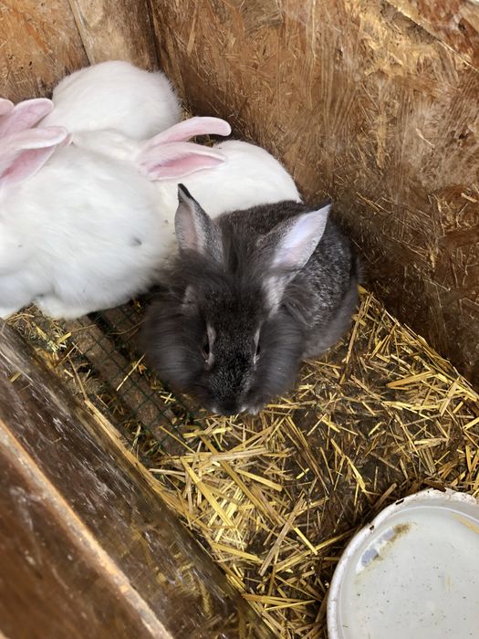 Продаются кролики