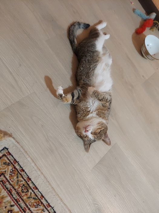 Пристраиваем кошек в добрые руки