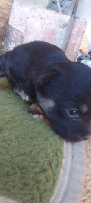 Щенята один мальчик одна девочка