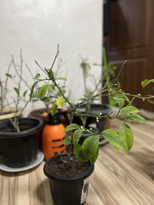 Продам лимон мейера