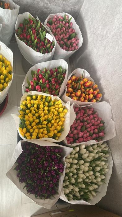 Тюльпаны голландские, оптом и в розницу