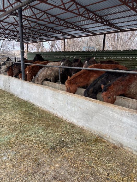 Семиз жылкылар лошадь