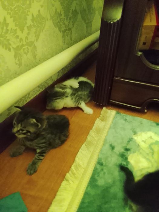Бесплатно  котята